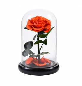 OEM Real Natural Orange Preserved Flower Immortal Eternal Forever Flower Long Lasting Roses In Glass Dome
