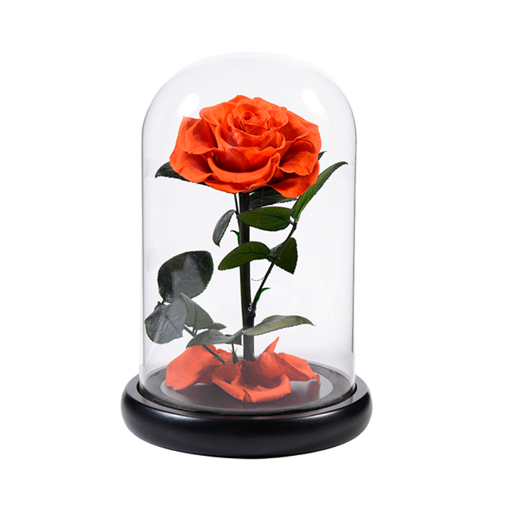 Preserved Rose In Glass Dome,Orange infinity rose,everlasting <a href=https://tsmpreservedflower.com/Preserved-Rose-Head.html target='_blank'>flowers</a> 2.png