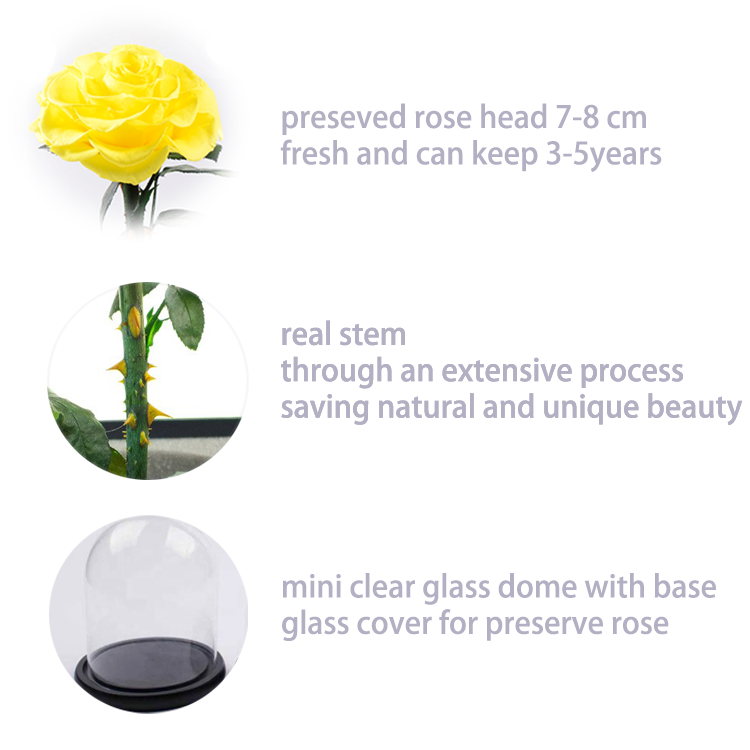 details for Yellow preseved flower in glass dome.png