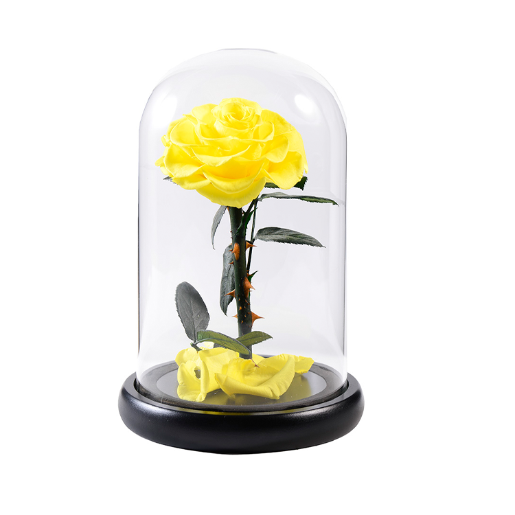 Preserved Rose In Glass Dome,Yellow infinity rose,everlasting <a href=https://tsmpreservedflower.com/Preserved-Rose-Head.html target='_blank'>flowers</a>.png