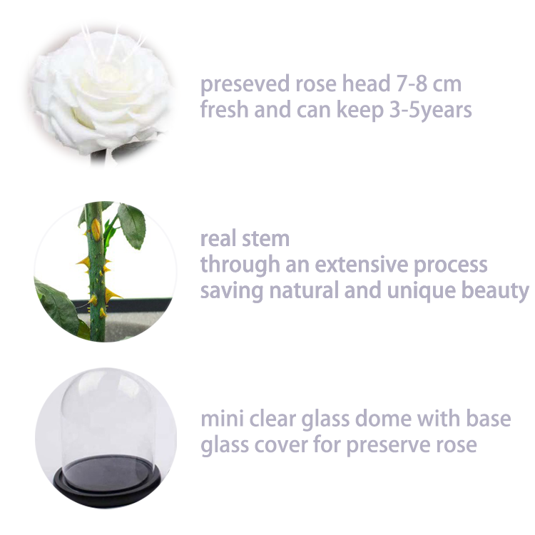 details for White preseved flower in glass dome.png