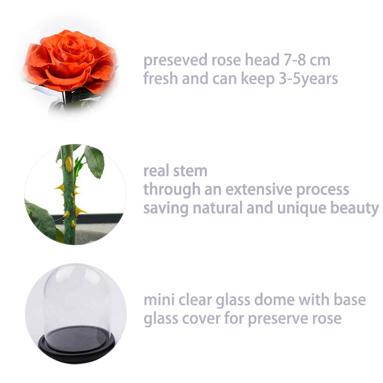 details for Orange preseved flower in glass dome.png