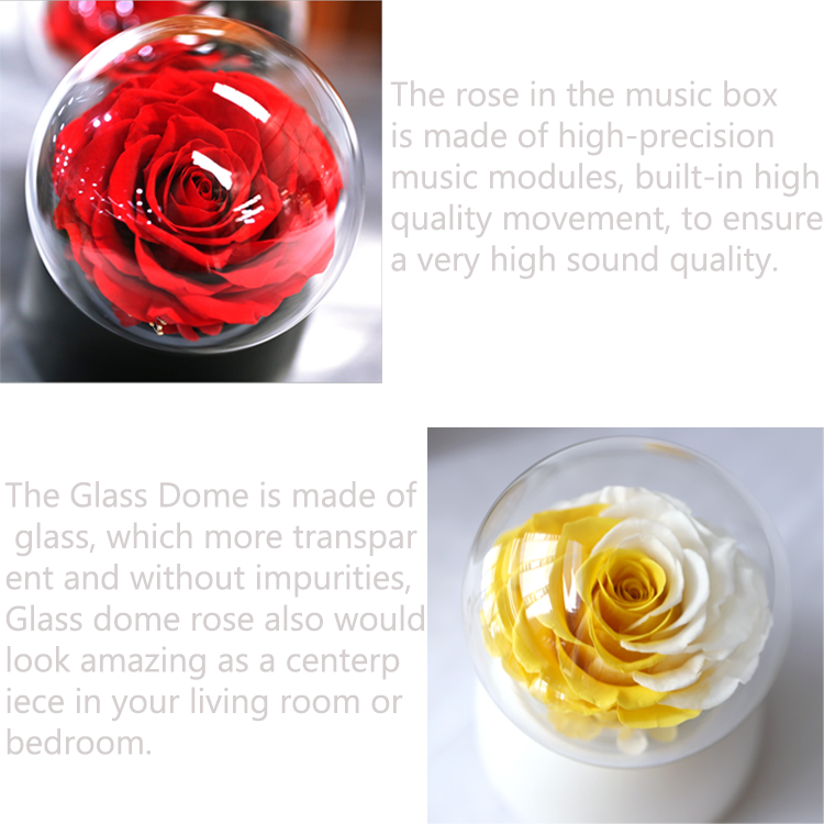 Rose Bear Flower,<a href=https://tsmpreservedflower.com/Preserved-Rose-Head.html target='_blank'>roses</a> In Dome Glass,Rose In Music Box 2.png