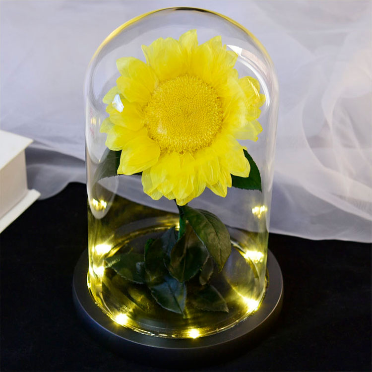 Preserved Sunflower, Sunflower, Sunflower In Glass Dome 1.jpg